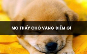 mơ thấy chó vàng đánh con gì