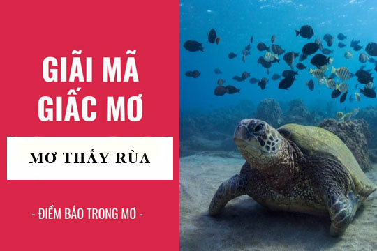 mơ thấy con rùa đánh số gì