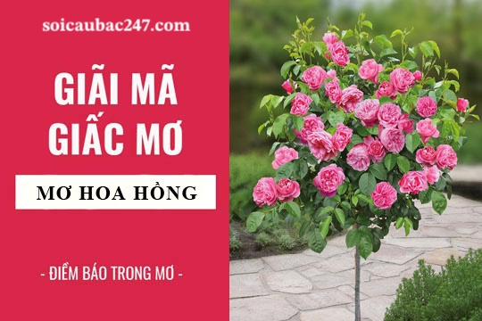 giải mã giấc mơ nằm mơ thấy hoa hồng