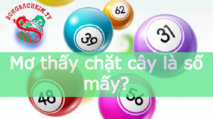 Mơ thấy chặt cây là số mấy