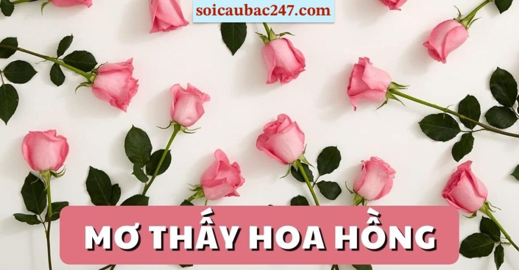 mơ thấy hoa hồng đánh số gì